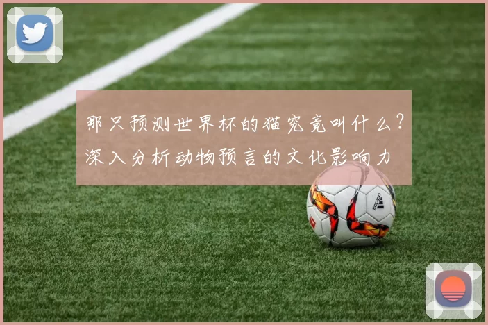 那只预测世界杯的猫究竟叫什么?深入分析动物预言的文化影响力