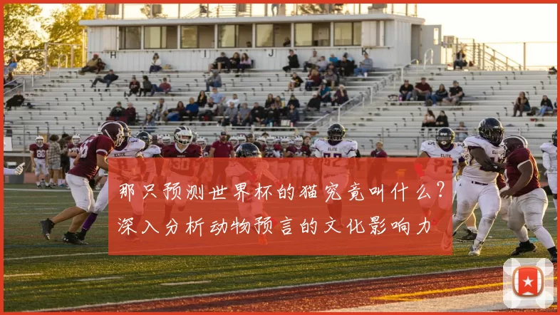 那只预测世界杯的猫究竟叫什么？深入分析动物预言的文化影响力